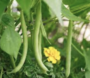 haricots-grimpants-et-oignons