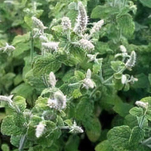 mentha villosa
