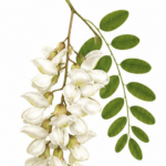 Robinier faux-acacia : la trogne réduit-elle la floraison ?