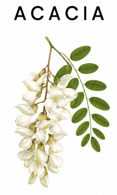 robinier-faux-acacia-la-trogne-reduit-elle-la-flor
