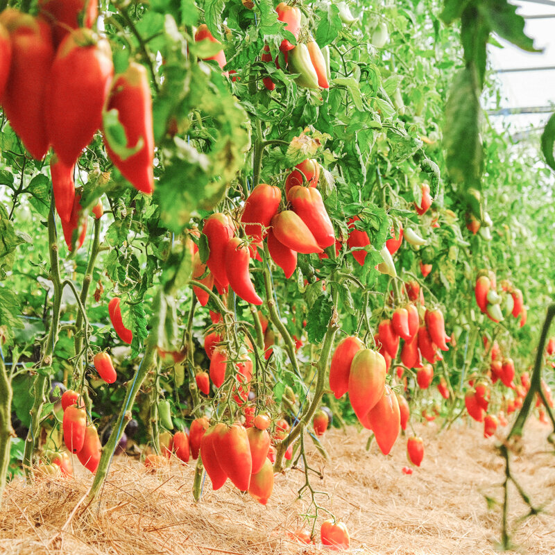tomate cornue des andes