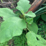Aubergine, Solanum melongena L.