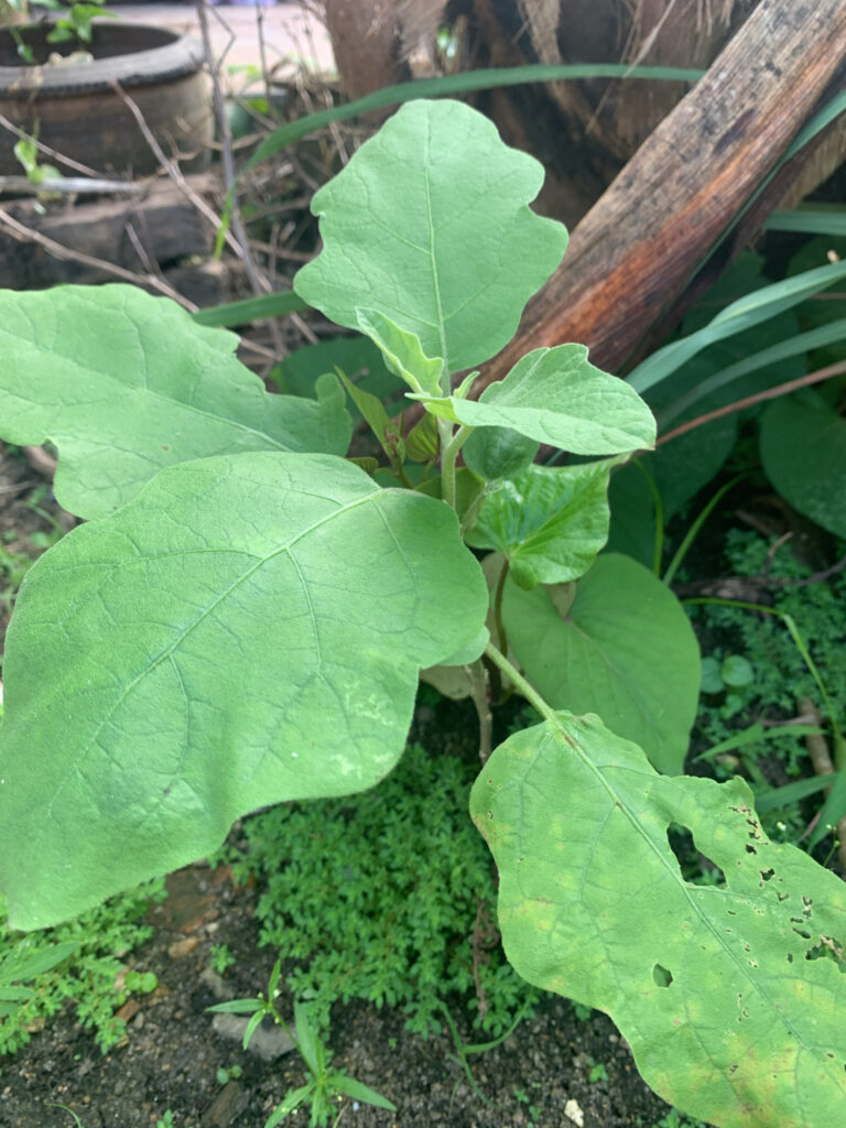 Aubergine, Solanum melongena L.
