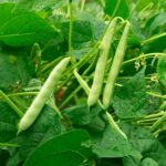 Haricots verts et humidité