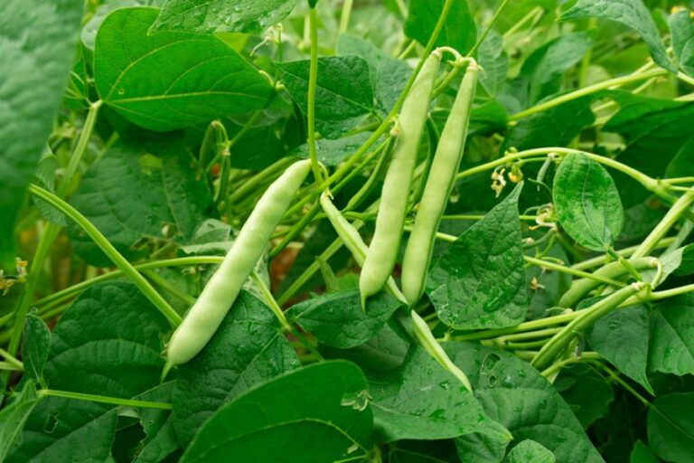 Haricots verts plant