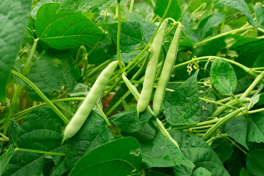 Haricots verts plant