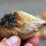 Oignons et mouche de l’oignon