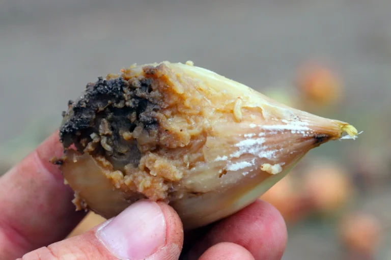 Oignons et mouche de l’oignon